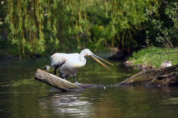 Wall Mural - The Dalmatian pelican (Pelecanus crispus) standing on the branch. Big pelican on the branch with green background.