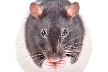 Wall Mural - funny sly rat, closeup, isolated on white background