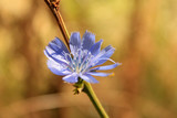 Fototapeta Dmuchawce - Little flower