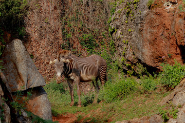 Wall Mural - a zebra walking through a green meadow