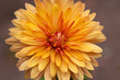 autumn chrysanthemum flowers close-up on a blurred background.