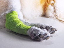 Dog Leg Wrapped With Bandage,protect From Danger And Treatment Animal