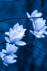Wall Mural - Elegant white magnolia flowers are in bloom.
