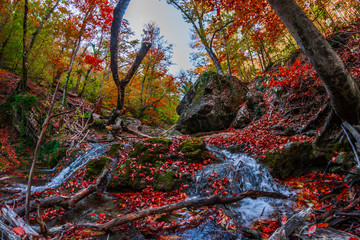 Canvas Print - Autumn forest