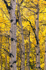 Wall Mural - Golden Aspen in the Rocky Mountains of Colorado