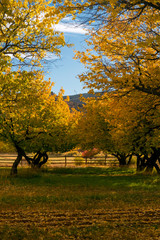 Wall Mural - Fall Colors in the Orchards at Capital Reef, Fruita District, Utah