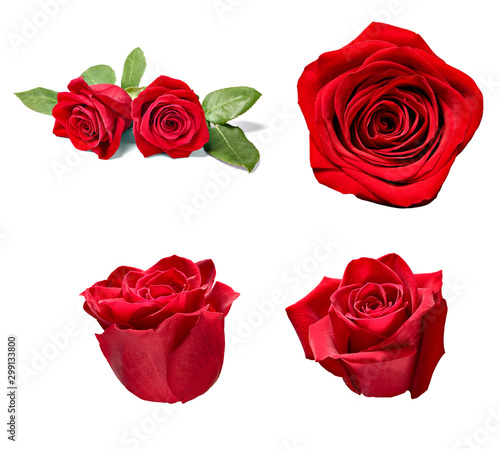 flower rose petal blosspm background