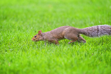 Wall Mural - Brown squirrel over green grass