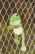 Frosch - Kuscheltier gefunden und an den Zaun gehangen
