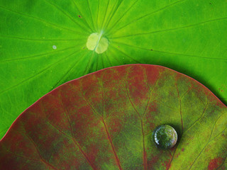 water drop on lotus leaf background green 