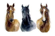 Cute Watercolor Horses On The White Background