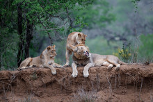 Lion Family Resting On The Dry Riverbank Of The Mkuze River In Zimanga Game Reserve In Kwa Zulu Natal In South Africa