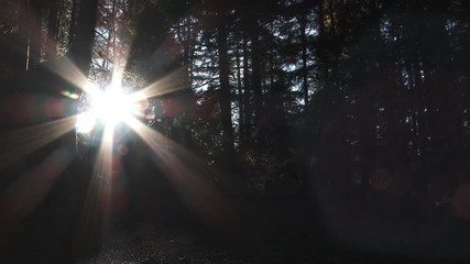 Wall Mural - Sunrise Timelapse Shining Light On Forest Path