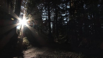 Wall Mural - Sun Finds Its Way Through Forest Trees