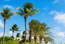 Gorgeous View Of Green Palm Trees On  Blue Sky Background. Beautiful Nature Backgrounds. 