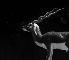 Indian Male Black Buck Posing With Dark Background