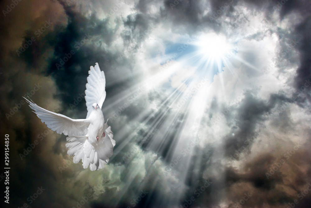Flying white dove in front of stormy sky - obrazy, fototapety, plakaty 