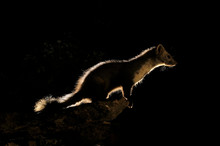 Stone Marten - Martes Foina Nocturnal Predatory Forest Animals
