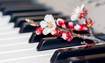 Apricot branch with flowers on piano keys_