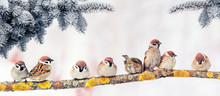  Christmas Card With Lots Of Cute Little Birds, The Sparrows Sitting In The Winter Garden Under Fir Branch