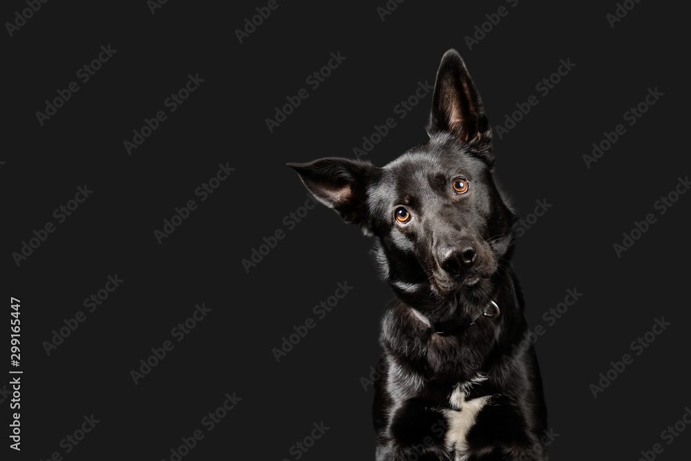 Black working dog poses on dark grey background - obrazy, fototapety, plakaty 