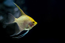 Close-up Of Angelfish In Aquarium.