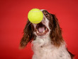 Hilarious spaniel dog catches tennis ball on red background