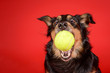 Hilarious dog catches tennis ball on red background