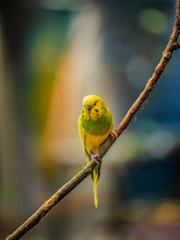 A Single Yellow Green Parakeet.