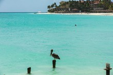 Beautiful View Of Pelican Bird Sitting On Wooden Post Coming From Turquoise Water Of Atlantic Ocean. White Sandy Beach With Green Palm Trees On Background. Aruba. Eagle Beach.