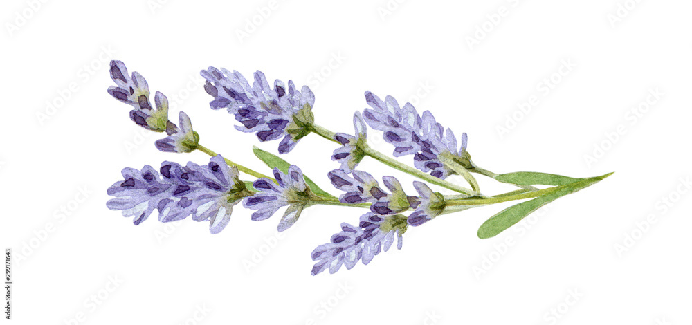 Lavender flowers watercolor illustration. Organic Lavandula herb stems with buds and green leaves close up illustration. Medical and aroma lilac herb botanical drawing. Isolated on white background. - obrazy, fototapety, plakaty 