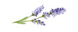 Lilac lavender flowers watercolor illustration. Organic Lavandula herb stems with green leaves close up illustration. Medical and aroma lilac herb botanical drawing. Isolated on white background.