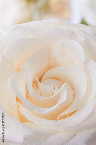 Plakat róże   bezowe-platki-kwiatow-roza-makro