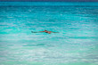© Armensl - Brown pelican in flight over the blue  sea. Island Saona.