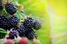 Blackberries On A Green Branch. Ripe Blackberries. Delicious Black Berry Growing On The Bushes. Berry Fruit Drink. Juicy Berry On A Branch.