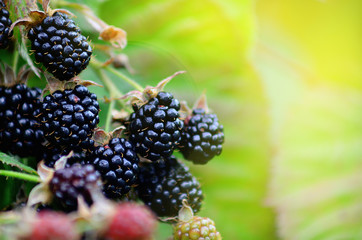 Blackberries on a green branch. Ripe blackberries. Delicious black berry growing on the bushes. Berry fruit drink. Juicy berry on a branch.