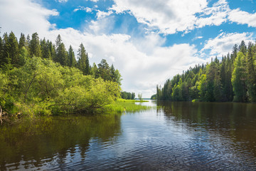 Wall Mural - the valley of the forest river going into the distance, cloudy sky, grass cattails in the water.