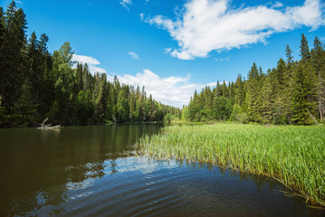 Wall Mural - The valley of the forest river going into the distance, cloudy sky, grass cattails in the water.