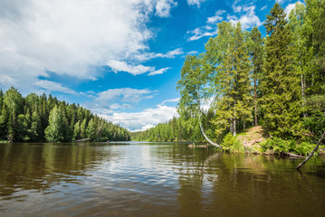 Wall Mural - the valley of the forest river going into the distance, cloudy sky, grass cattails in the water.