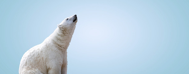 white polar bear over gray background, panoramic mock up image
