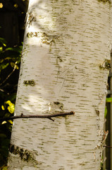 close-up of a white birch bark tree trunk