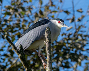 Black Crowned Night Heron Perched in a Tree