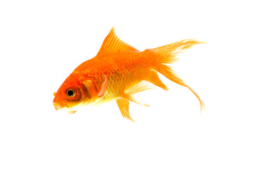 Gold fish isolated on a white background
