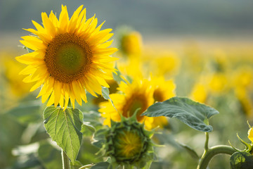 FOTO DE UN BONITO GIRASOL