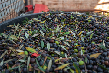 Sticker - TORRE SANTA SUSANNA, ITALY / OCTOBER 2019: The harvesting of olives for the seasonal production of extravirgin olive oil in Puglia region