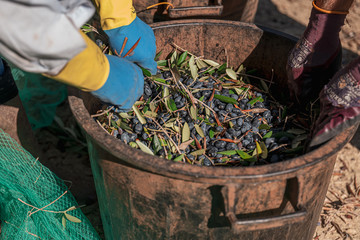 Sticker - TORRE SANTA SUSANNA, ITALY / OCTOBER 2019: The harvesting of olives for the seasonal production of extravirgin olive oil in Puglia region