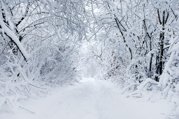 Poster -  winter forest and the road