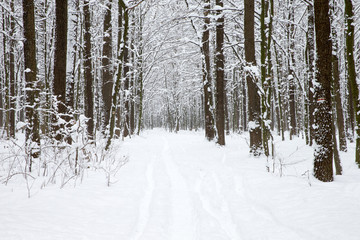 Poster -  winter forest and the road