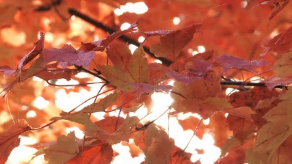 Wall Mural - Colorful Flame Maple Autumn Leaves Backlit