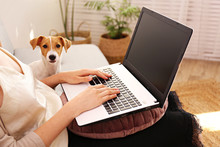 Close Up Shot Of Young Woman Working Remotely From Home On Laptop, Sitting On The Couch In Living Room With Her Jack Russell Terrier Puppy. Lofty Interior Design. Copy Space, Background,